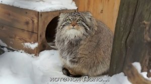 Манулы Ласточка, Лоло, Ачи, который показал зубки и подросшие котята.