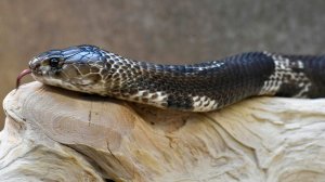 Мужчина инсценировал смерть жены от ядовитой змеи и три года гулял на свободе