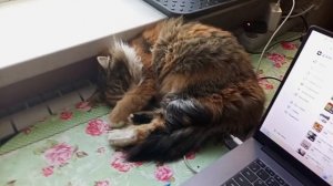 Муся греется на батарее