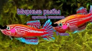 Мирные аквариумные рыбы | краткое описание | 1 часть | аквариум