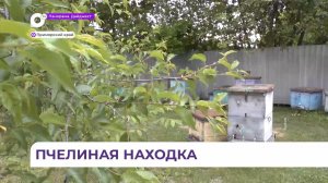 Пчеловоды из США предпочитают пчёл из Приморского края