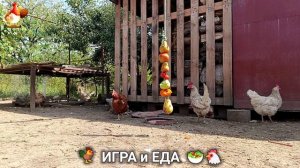 Кормление кур овощами и фруктами для зарядки и от скуки 🥗🐓🤗  (14)