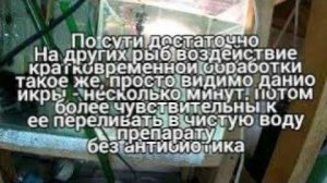 Плохие новости на разводне