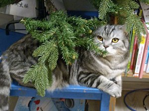 новогодний стрим