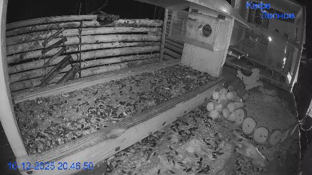 🔴 24 LIVE Кормушка смотреть онлайн