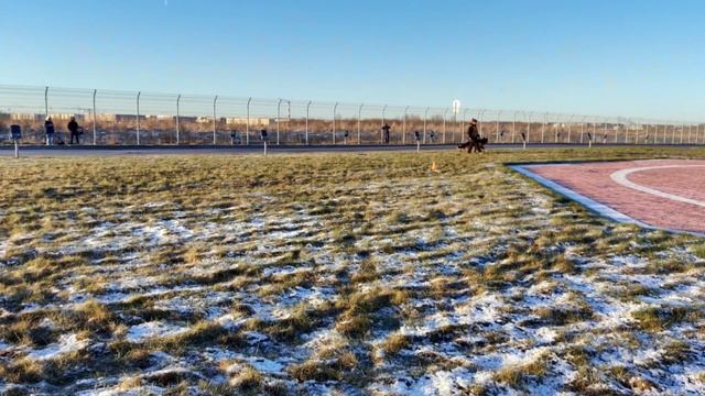 4 Отл. Верт Хоф ЛУКАС +++ №26. САНКТ-ПЕТЕРБУРГ 12 декабря`25 Моно немецких овчарок