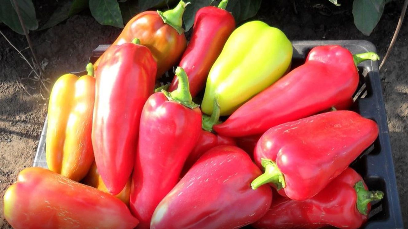 Хранение свежих перцев