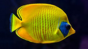 🐠 ОЧЕНЬ КРАСИВАЯ УСПОКАИВАЮЩАЯ МУЗЫКА ДЛЯ СНА 🎵 РЕЛАКС МУЗЫКА ДЛЯ ДУШИ 🎵 МУЗЫКА ДЛЯ МЕДИТАЦИИ