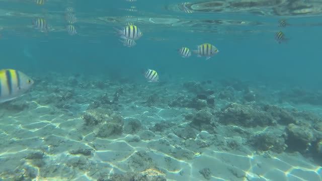 2025-11-21_094427 Рыбки Попугаи