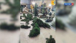 Новогоднюю ель подарила Весёловскому округу Кировская область