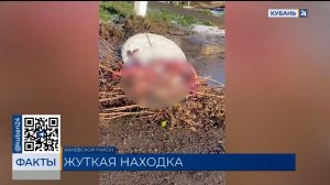 Останки животных с содранными шкурами шокировали жителей станицы Каневской