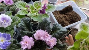 Фиалки - пересадка
 взрослых растений.