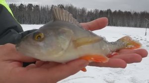 Пришел на озеро и обалдел. Такой рыбалки не ожидал. Опустил мормышку и началось. Рыбалка в тайге