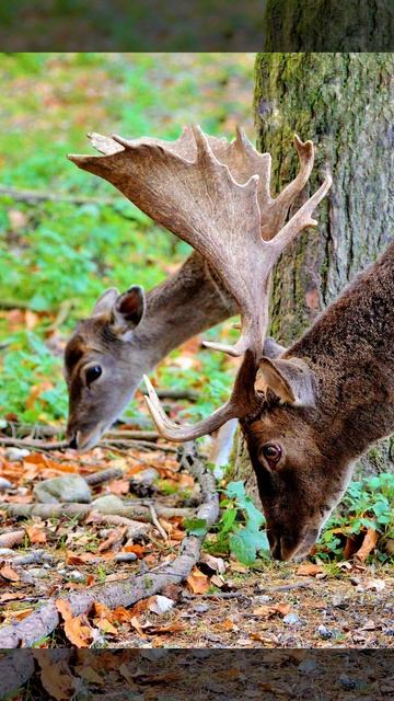 Заботливая жена