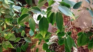 ФИКУСЫ УХОД , борьба с вредителями