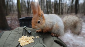 Знакомая белка. Зарисовка