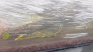 Сила настоящего речного потока