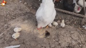 Любовь птицевода к Курочкам 🐥🐔🥚 Нежное видео 🐓 Версия (87)