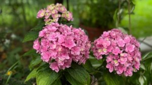 Широколистные гортензии в середине декабря