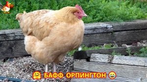 Куры Бафф Орпингтон ласковые золотые несушки❣️🤗😂 (147)