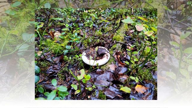 12-Проект Поселковые будни-2023г