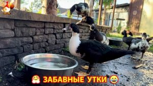 Забавные утки мускусные и пекинские на свободном выгуле со своими друзьями ч.(317) ❣️🤗😂