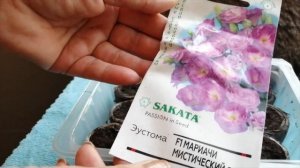 Посев эустомы. Некоторые тонкости, которые помогут при посеве семян на рассаду