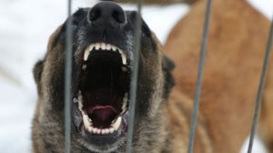 СК: в Коми бездомная собака напала на мальчика и укусила его за ногу