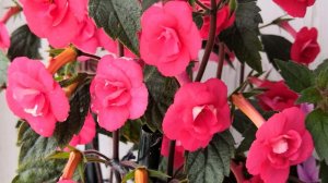 Ахименесы укладываются спать 🌸☘️😉