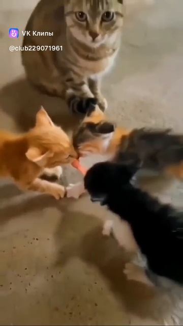 Приколы с животными