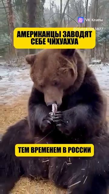 Приколы с животными