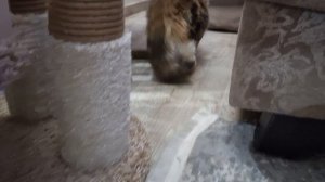 Сибирская кошечка Olympia в новом доме знакомится со старшим котом😍