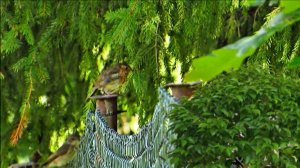 Птицы на изгороди