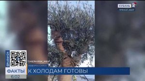 Оливковые деревья в Новороссийске укрыли на зиму