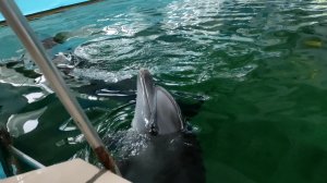 Крымский Дельфинарий в Феодосии