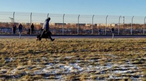 Отл. Future By Us LYUTSIYA ++- №60. САНКТ-ПЕТЕРБУРГ 12 декабря`25 Моно немецких овчарок