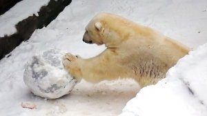 Белый медведь Кай отдохнул и вытащил шар из под лестницы, чтобы с ним поиграть.