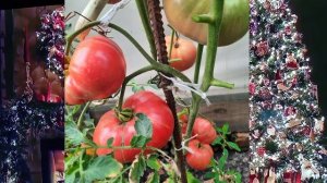 Второй обзор сортов томатов новинок в мою коллекцию на сезон 2026 год....