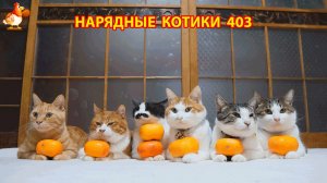 Нарядные Котики расслабляются на солнышке 🌞 🐈🐈🐈 (403)