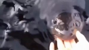 Видео от За Трофеем: Охота и Рыбалка