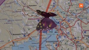 Программа «Город. Новости по-выборгски» от 17 декабря 2025 года