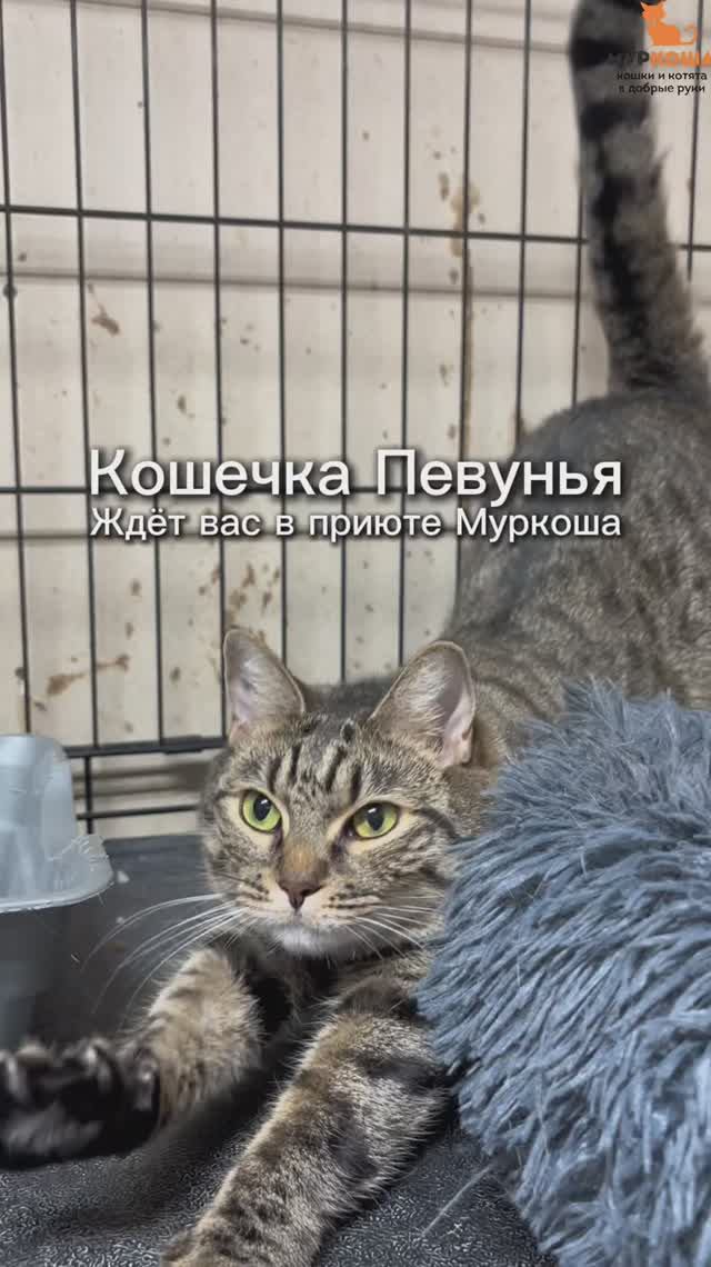 Певунья ждёт вас в приюте #Муркоша