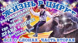 Жизнь в цирке. ВСЕ О СЛОНАХ. БОЛЬШОЕ ИНТЕРВЬЮ с Сергеем Гулевичем. Часть 2. Тайган.