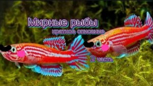 Мирные аквариумные рыбки | краткое описание | 2 часть | аквариум