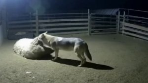 — А где овечка?