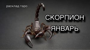 СКОРПИОН таро прогноз на ЯНВАРЬ 2026 [расклад таро] [гадание онлайн]