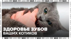 Россияне начали массово чистить зубы своим котам - Москва 24