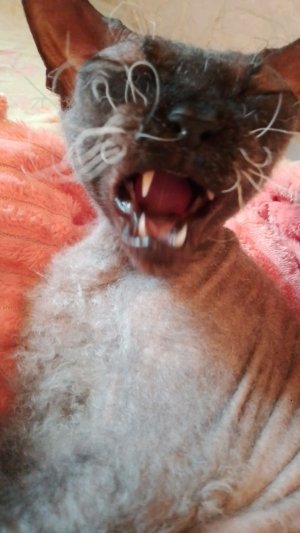 ачописатт трансляция