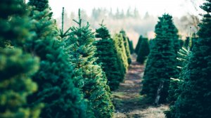 «Елка в каждый дом» в Ленинградской области. Кто и где может срубить хвойное дерево?