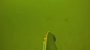 Зимняя подводная охота на сома